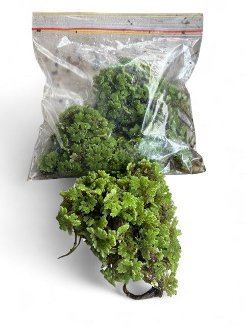 Azolla pinnata 100gm – Aquatic Plants Australia